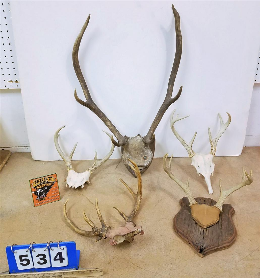 BX DEER ANTLERS: BX DEER ANTLERS