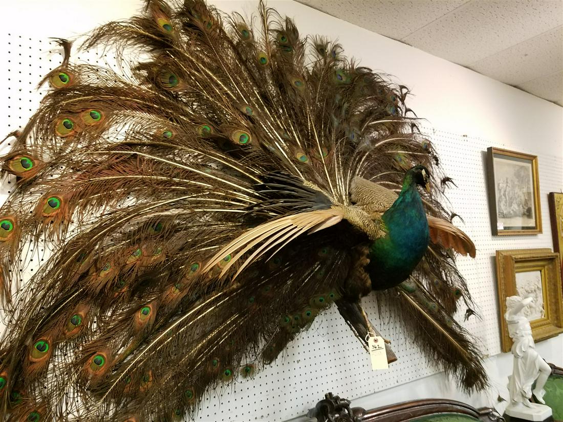 FULL PEACOCK WALL MOUNT 5'6" H X 7' W (1 of 2)