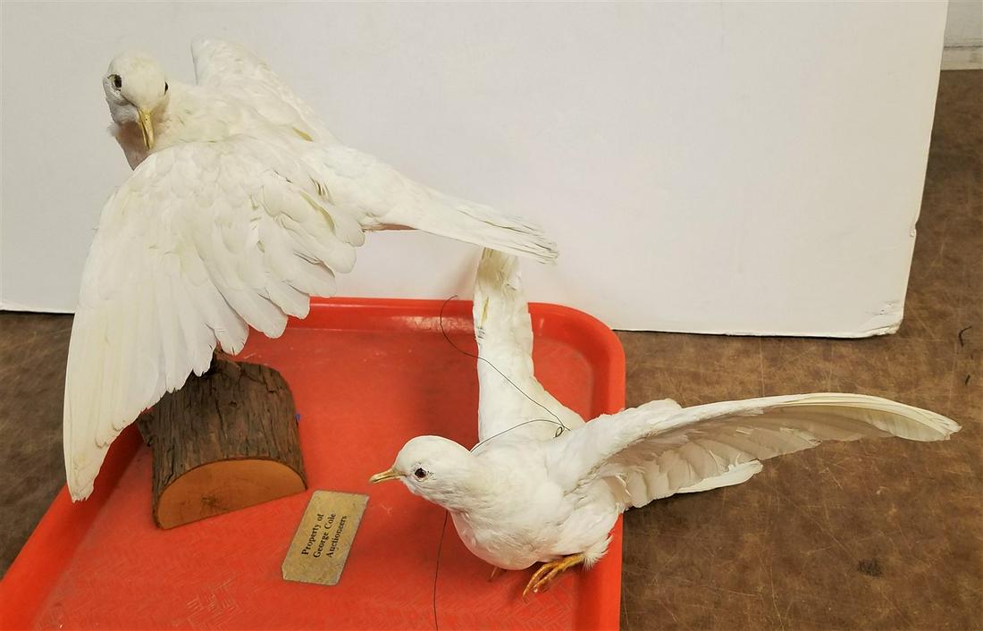 TRAY 2 TAXIDERMY DOVES (1 of 3)