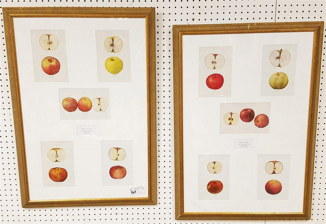 PR FRAMED LITHOS OF NY STATE APPLES 1905 5 PLATES IN EACH FRAME 35" X 24 1/2" (1 of 16)