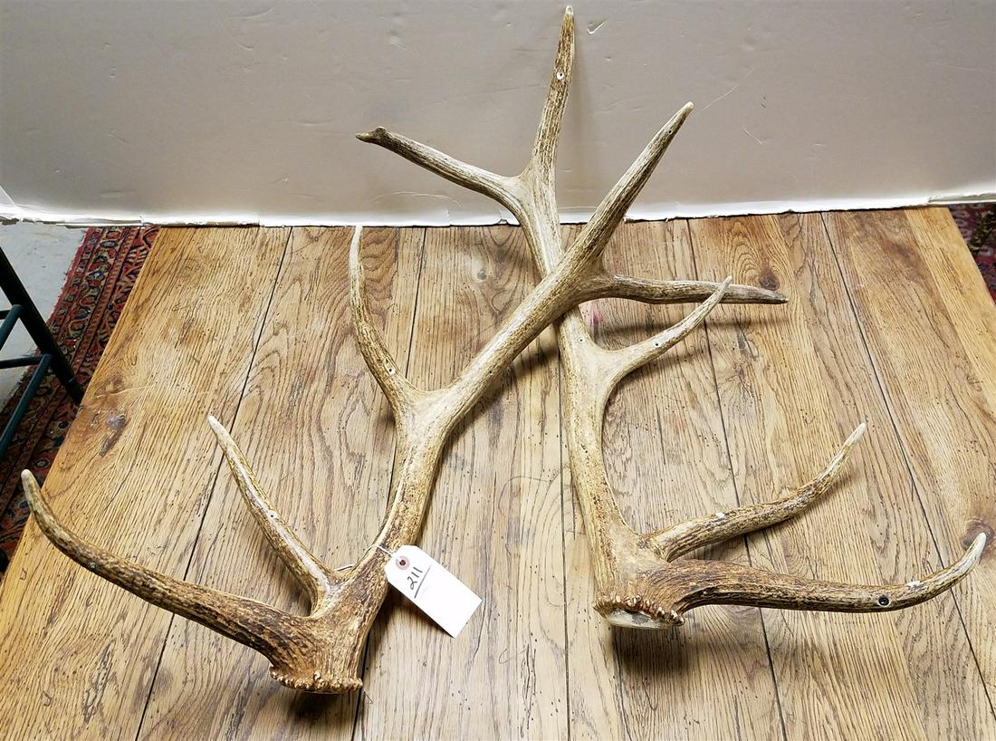 PR ELK ANTLERS 28" (1 of 1)