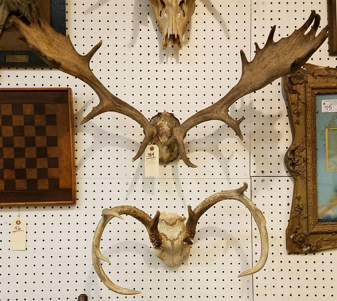 YOUNG MOOSE RACK & WHITE TAILED DEER RACK (1 of 4)