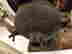 item-134087998=4