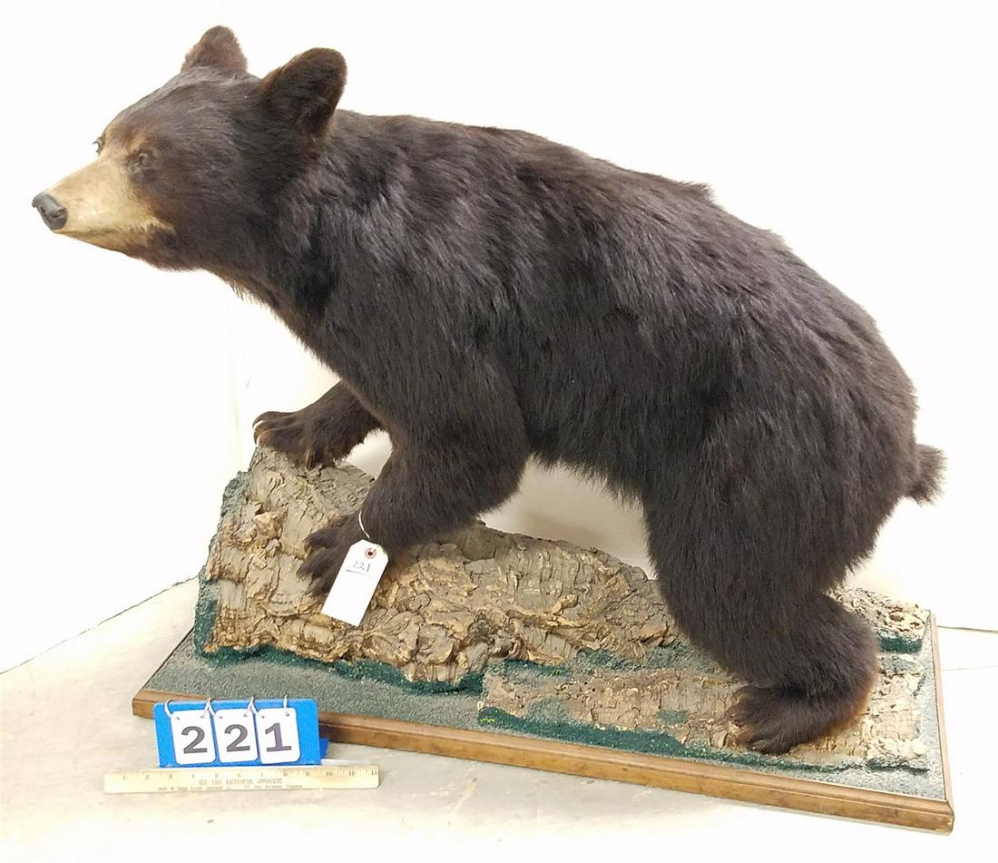 BLACK BEAR CUB FULL MOUNT 31"H 37.5"W X17"D (1 of 3)