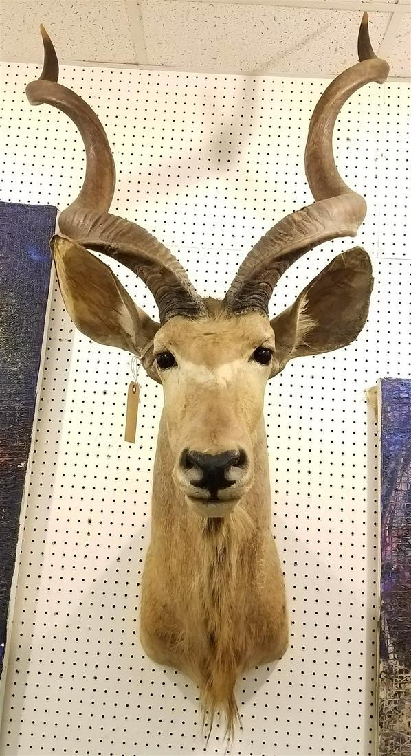 KUDU ANTELOPE SHOULDER MOUNT (1 of 3)