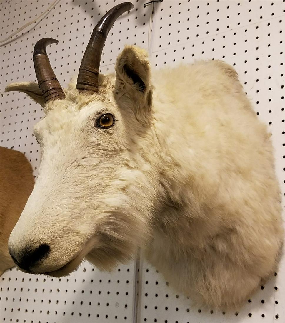 MOUNTAIN GOAT SHOLDER MOUNT (1 of 2)