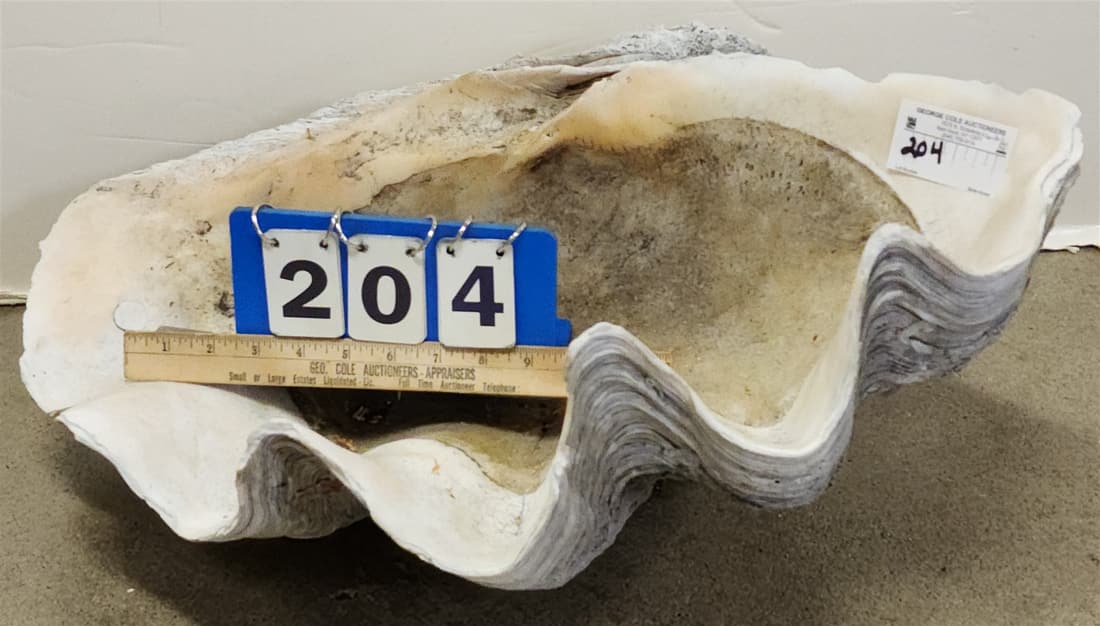 HUGE SEA SHELL 12-1/2"H 23-1/2"W X 16"D (1 of 3)