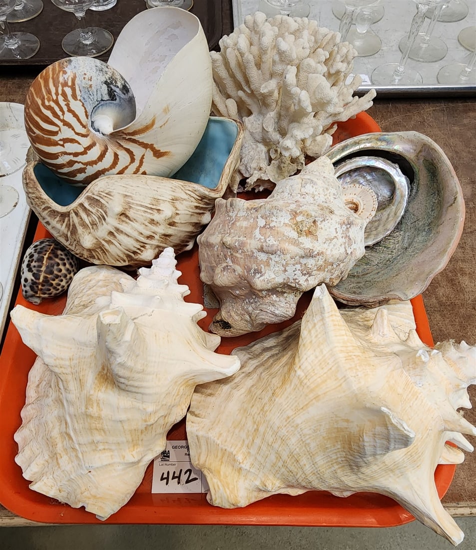 Tray Shell Coll: Tray Shell Coll