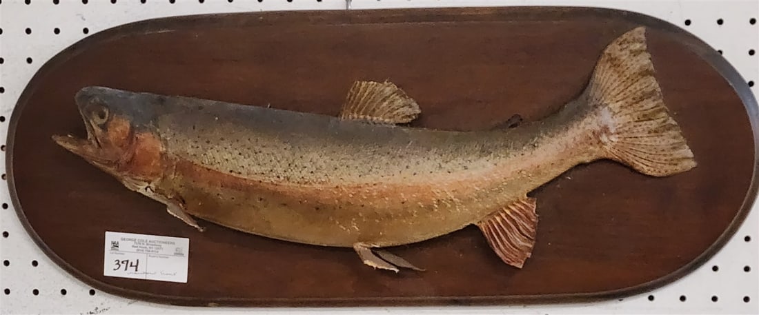 Mounted Rainbow Trout 10"H X 25"L (1 of 2)
