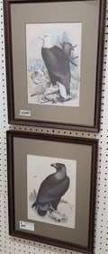 Pr 19th C Framed Theodore Jasper Stone Lithos Bald Eagle + Golden Eagle 12" X 8 3/4"