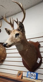 Deer Mount 11 Point