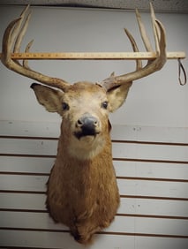 Deer Mount 14 Point