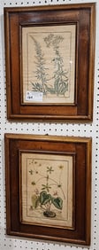 Pr. Framed 18th C Hand Colored Botanical Engr. 12" X 9" w/Frame 18" X 15"