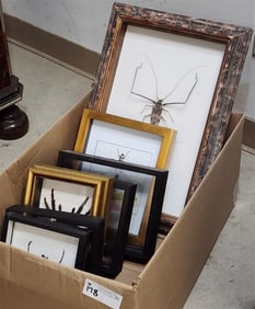 Bx 7 Insect Specimans In Shadowbox Frames Incl. Gollianthus Goliatus, Salvazana Mirabilis,