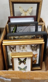 Bx7 Framed Butterfly & Moth Specimens Incl. Luna & Cecropia Moth, Trognoptera Bookinna, Monarchs,