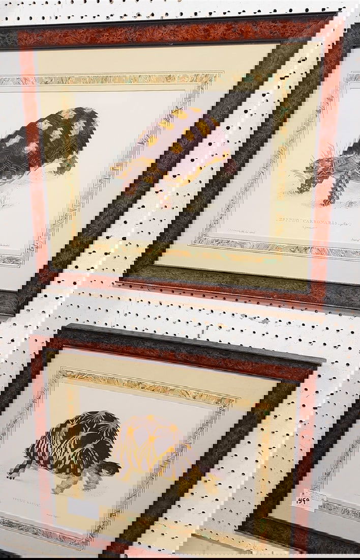 Pr. Framed Turtle Lithos 10" X 14" w/Frame 19" X 23" (1 of 5)