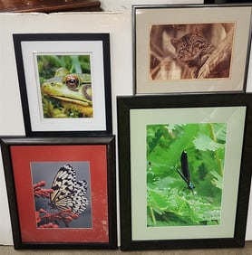 Bx 4 Framed Photos - Dragonfly Sgnd Jan Gotta, Butterfly, Cat Sgnd L. Fine + Frog Sgnd Rodrigo