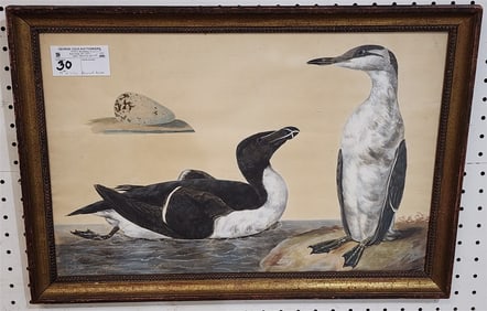 19th C Framed Watercolor Of Great Auk 13" X 20 1/2" w/Frame 16" X 23"