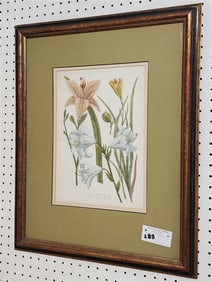 Pr. Framed 19th C  Hand Colored  Engr. Of Lilies 14" X 9 3/4" w/Frame 25" X 20"