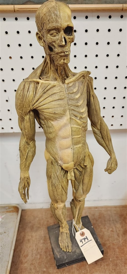 Original Sculptured & Ptd. Anatomical Model By Andrew Cawrse: Original Sculptured & Ptd. Anatomical Model By Andrew Cawrse