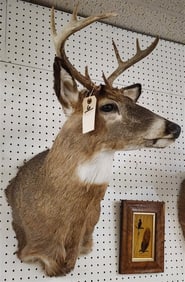 Shoulder Mount 8 Pt. White Tailed Deer