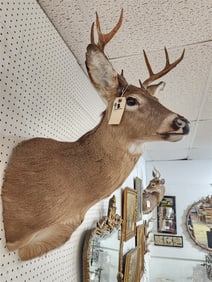 Shoulder Mount 8 Pt. White Tailed Deer