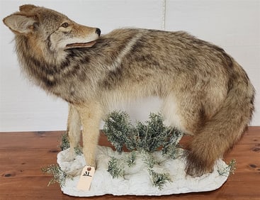 Full Coyote Mount 27" H X 32" L