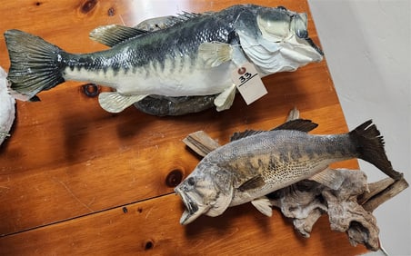 2 Fish Mounts - 9 1/2" H X 22" L + 10" H X 17" L