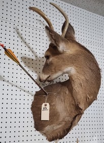 Shoulder Mount White Tailed Deer 2 Pt. w/Arrow