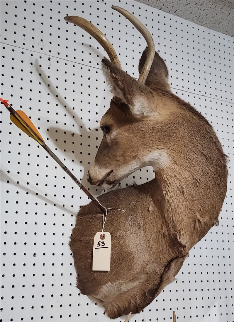 Shoulder Mount White Tailed Deer 2 Pt. w/Arrow (1 of 2)