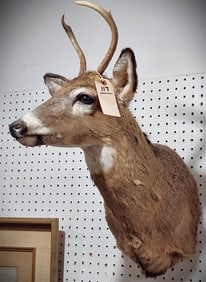 Shoulder Mount 4 Pt. White Tailed Deer