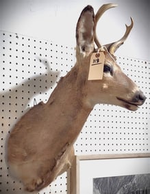Shoulder Mount 4 Pt. White Tailed Deer