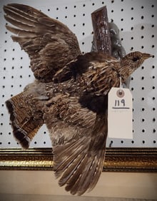 Ruffed Grouse Full Mount