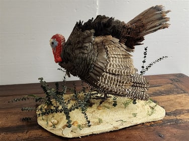 Full Mount Turkey