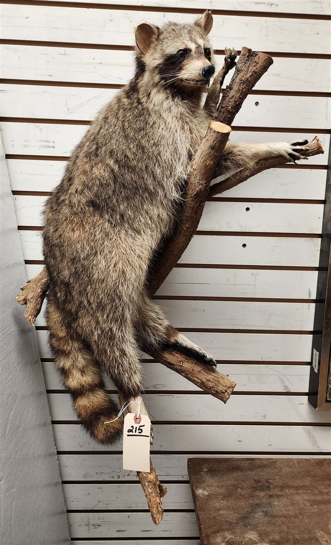 Racoon Wall Full Mount 33" H (1 of 4)