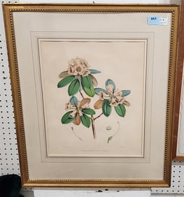 Framed Litho Rhododendron 16 1/2" X 13 1/2" w/Frame 26" X 22'