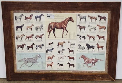 Framed Sam Savitt Guide To Horses 30" X 41 1/2"