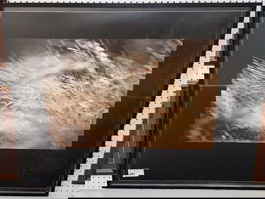 Framed Photo Of Wheat 19 1/2" X 29" w/Frame 34 1/2" X 40"