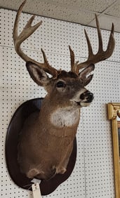 11 Pt. Buck Shoulder Mount