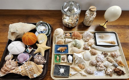 2 Trays & 2 Canisters of 40+ Shell Collection