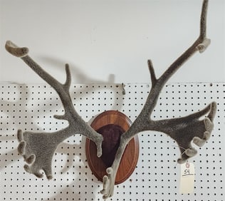 24" Caribou Mount