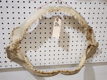 Shark Jaws 12 1/2" H X 19 1/2" W