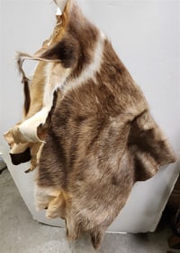 2 Deer Pelts