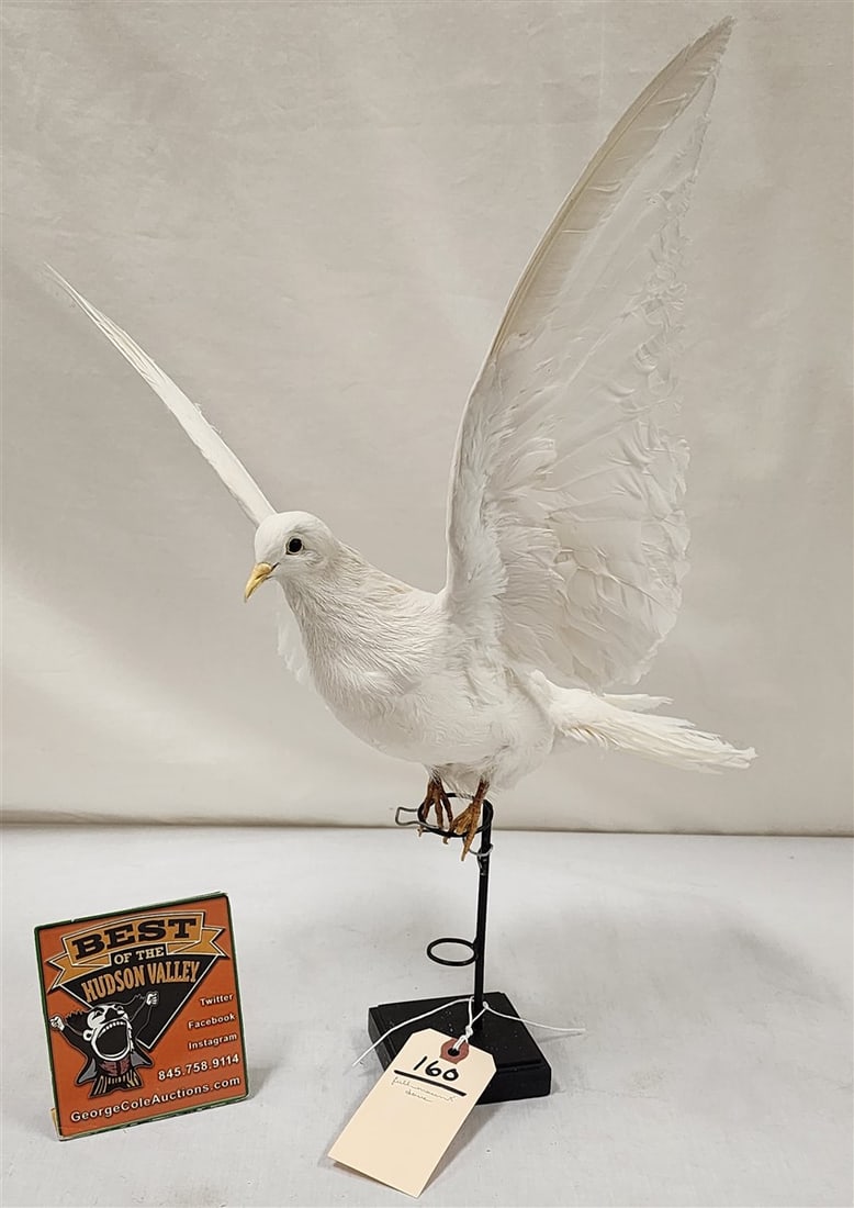 Full Mount Dove 16" H X 15" W X 13" L: Full Mount Dove 16" H X 15" W X 13" L