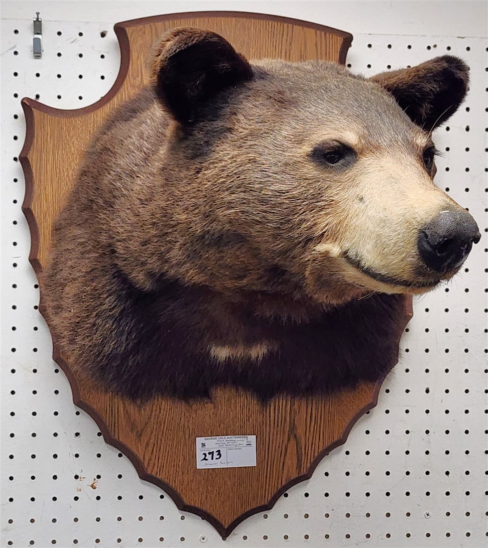 Brown Bear Shoulder Mount 25" X 20": Brown Bear Shoulder Mount 25" X 20"