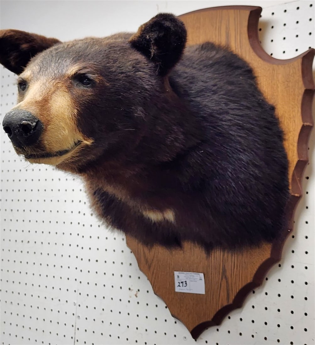 Black Bear Shoulder Mount 25" X 20": Black Bear Shoulder Mount 25" X 20"