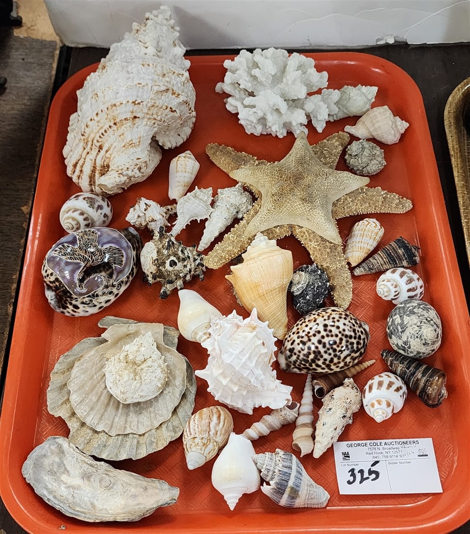 Tray Sea Shells: Tray Sea Shells
