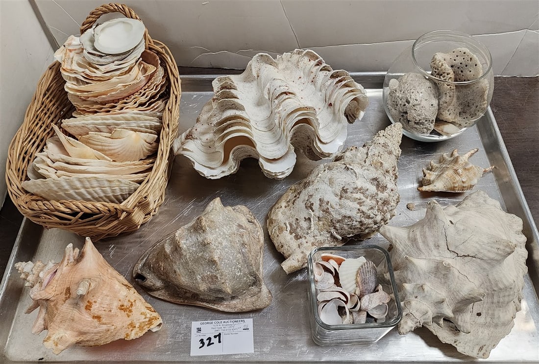 Tray Sea Shells: Tray Sea Shells