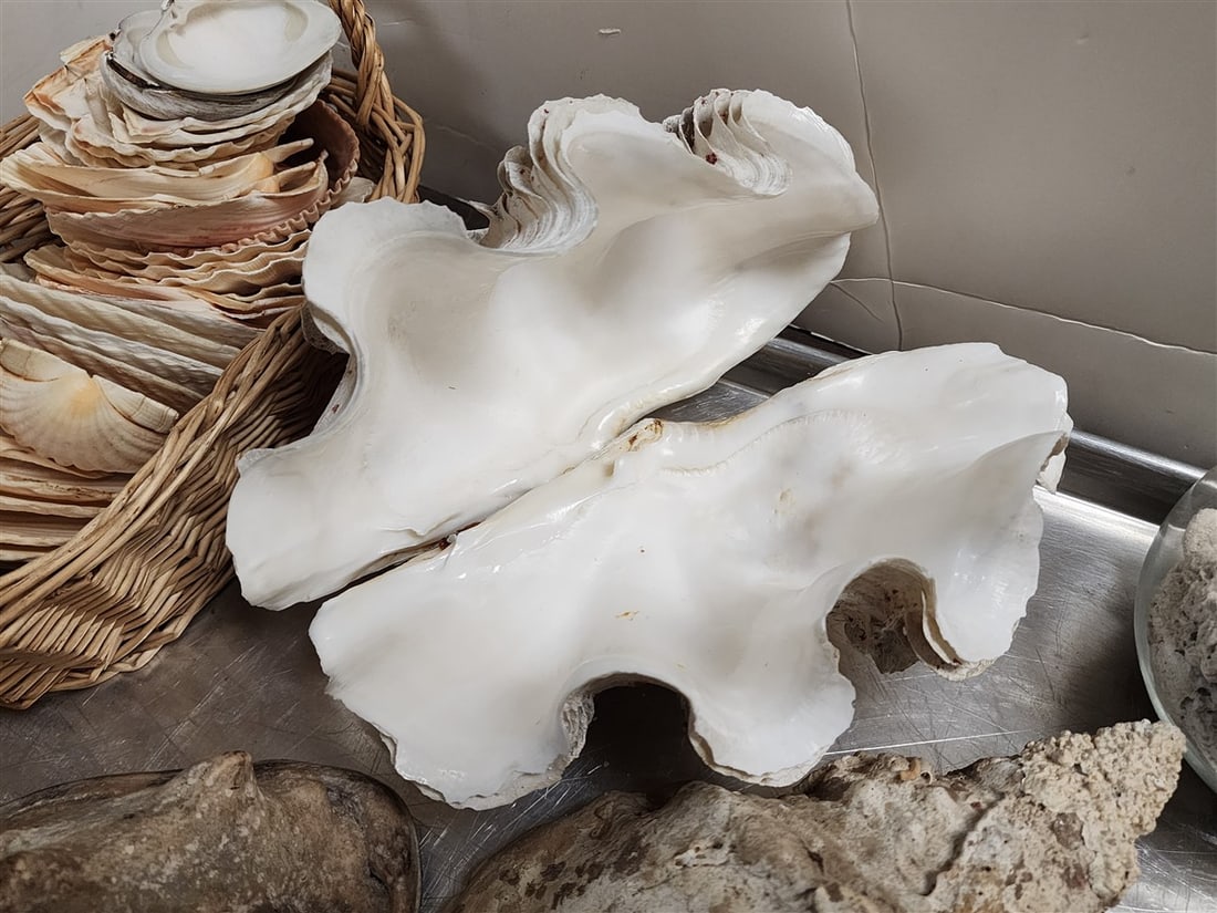 Tray Sea Shells - 2