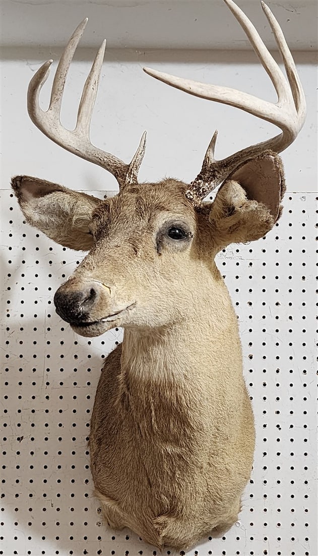 Whitetail Deer Buck 9 Point Antlers Shoulder Mount (1 of 2)